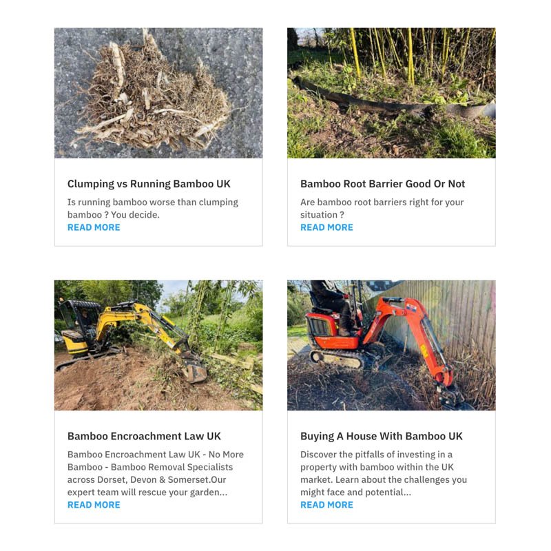 Bamboo Information Somerset Bamboo Information Somerset