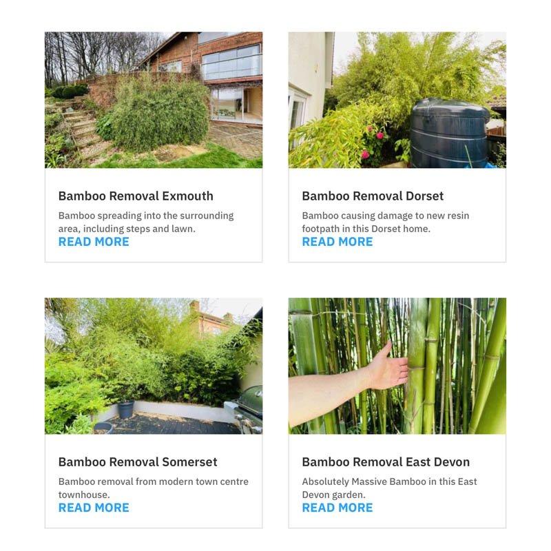Bamboo Removal Case Studies Somerset Bamboo Removal Case Studies Somerset