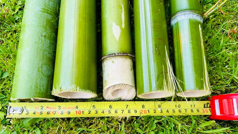 Bamboo Removal Services Somerset Bamboo Removal Services Somerset